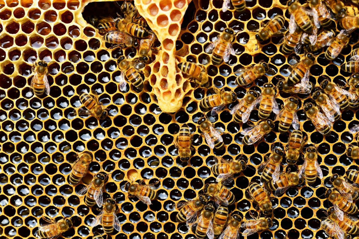 Where honeybees store their honey