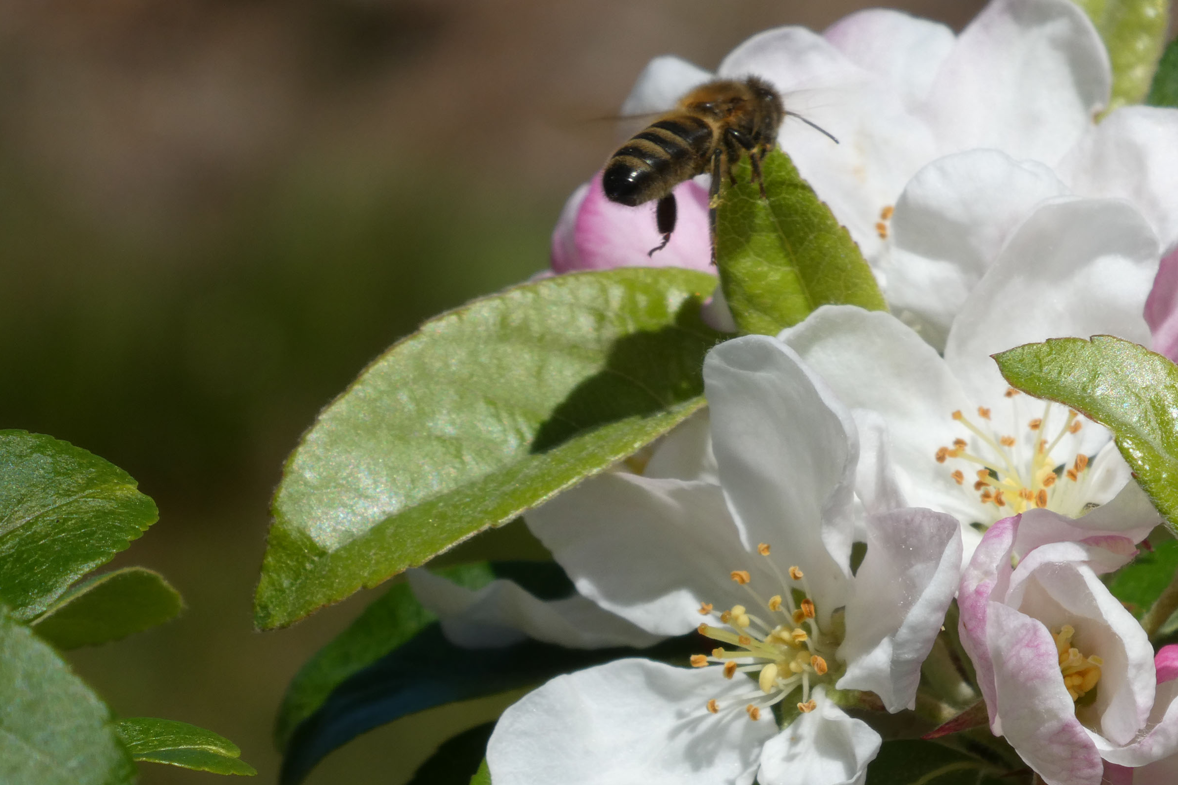 wasp on flower