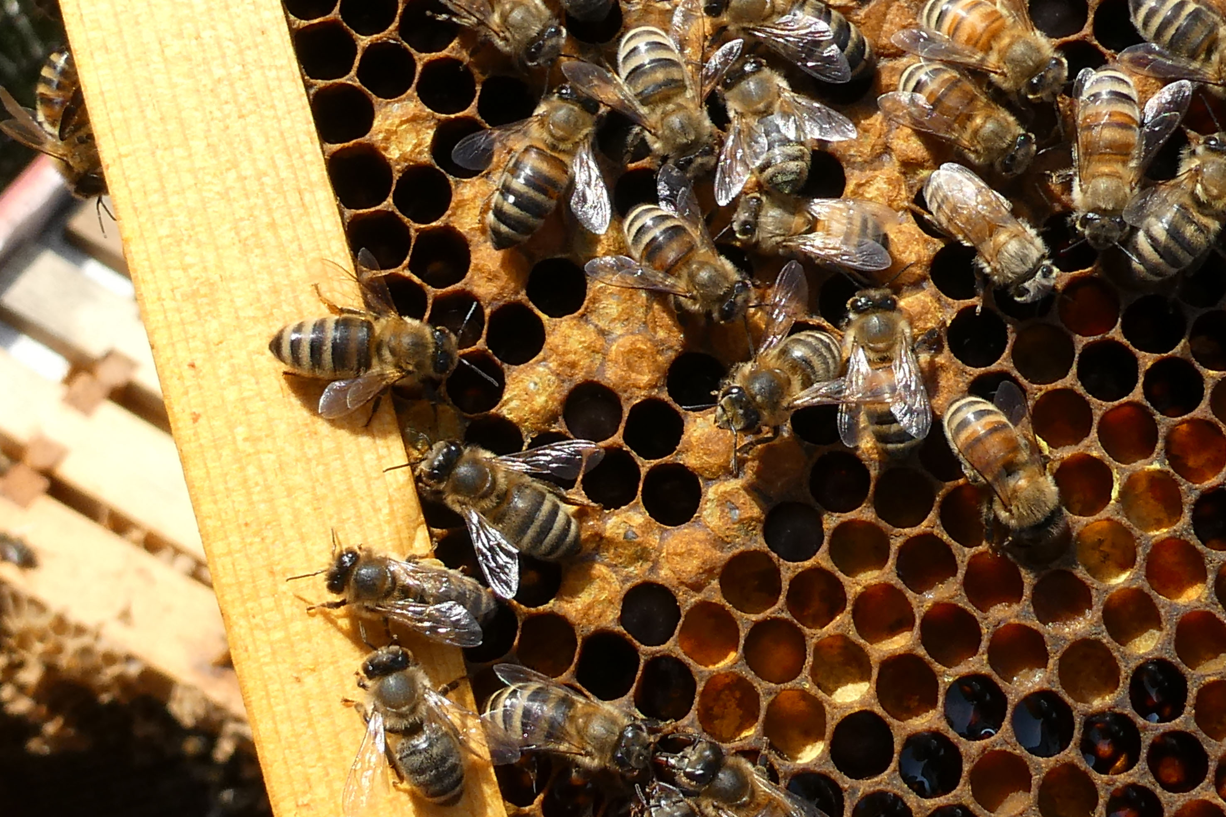 How do bees make honey? – ScottishBeeCompany