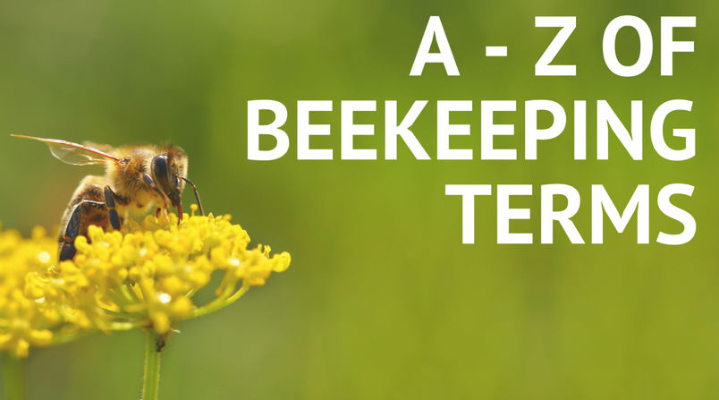 A - Z of beekeeping terms with bee on flower