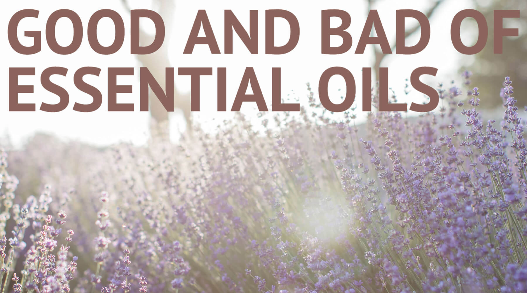 picture of lavender with text 'good and bad of essential oils'