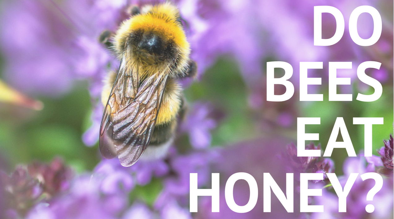 bee on purple flower