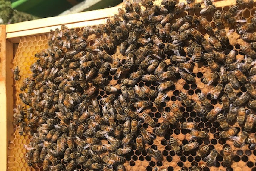 Honey bees on a brood frame 