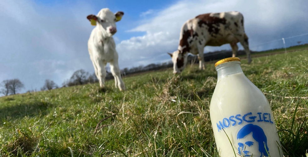 Mossgiel Farm's Cow and Organic Milk