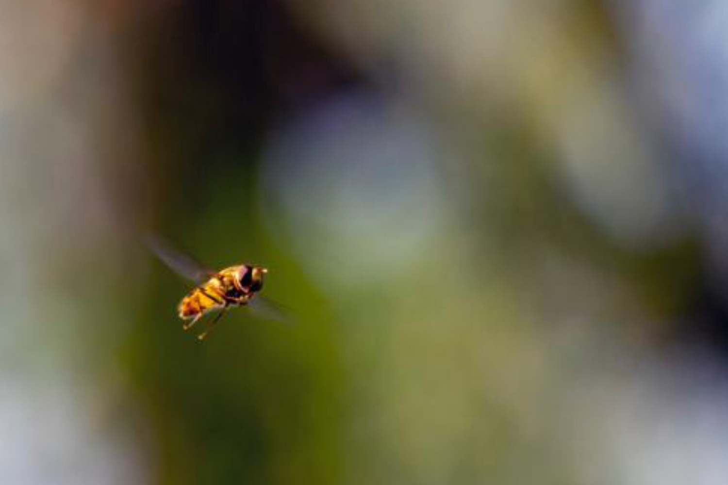 What to do when a bee stings you