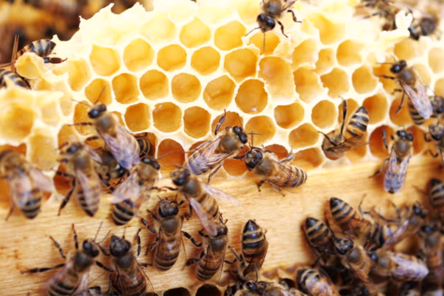 bees on honeycomb