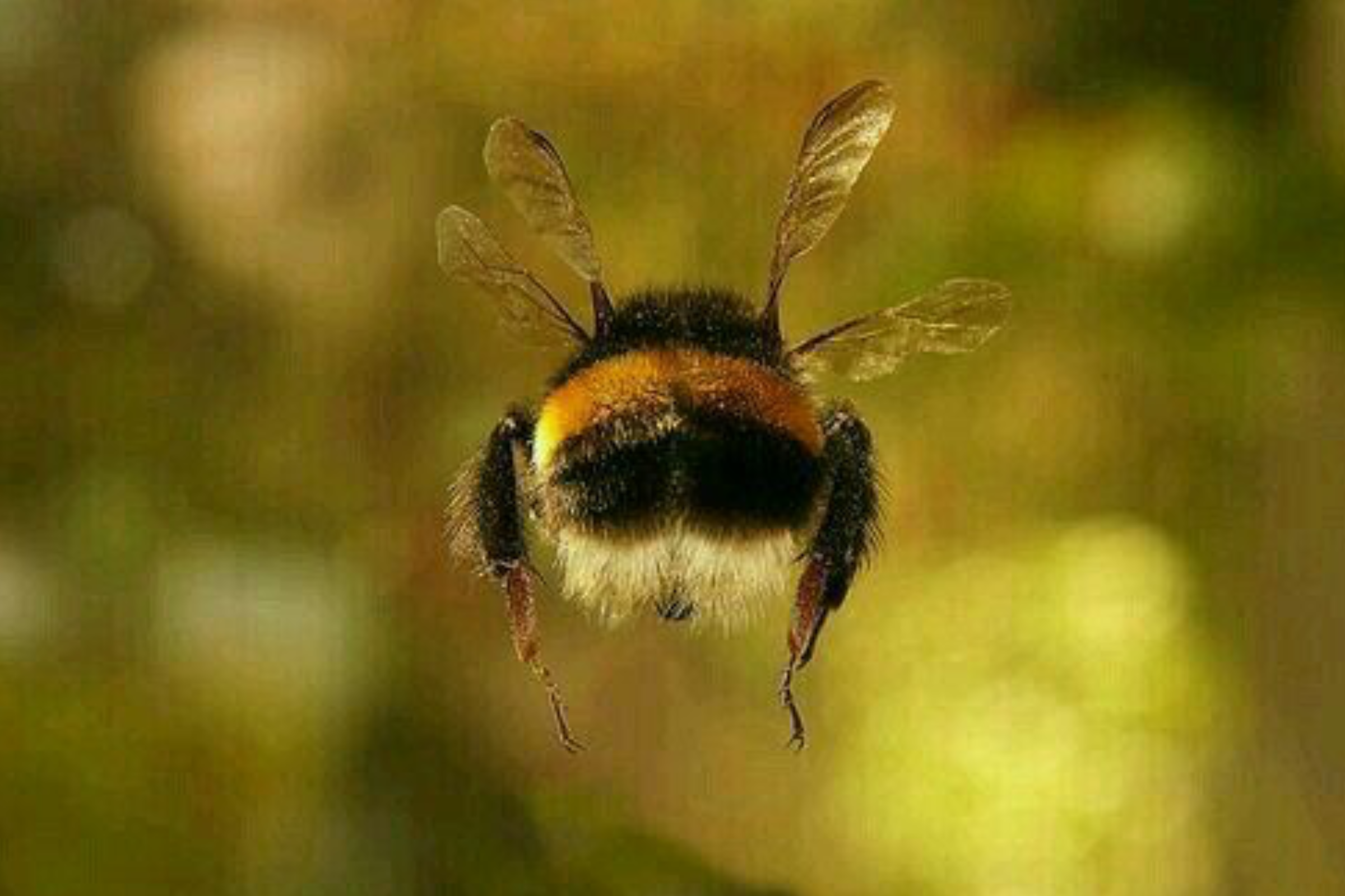 back of bee flying 