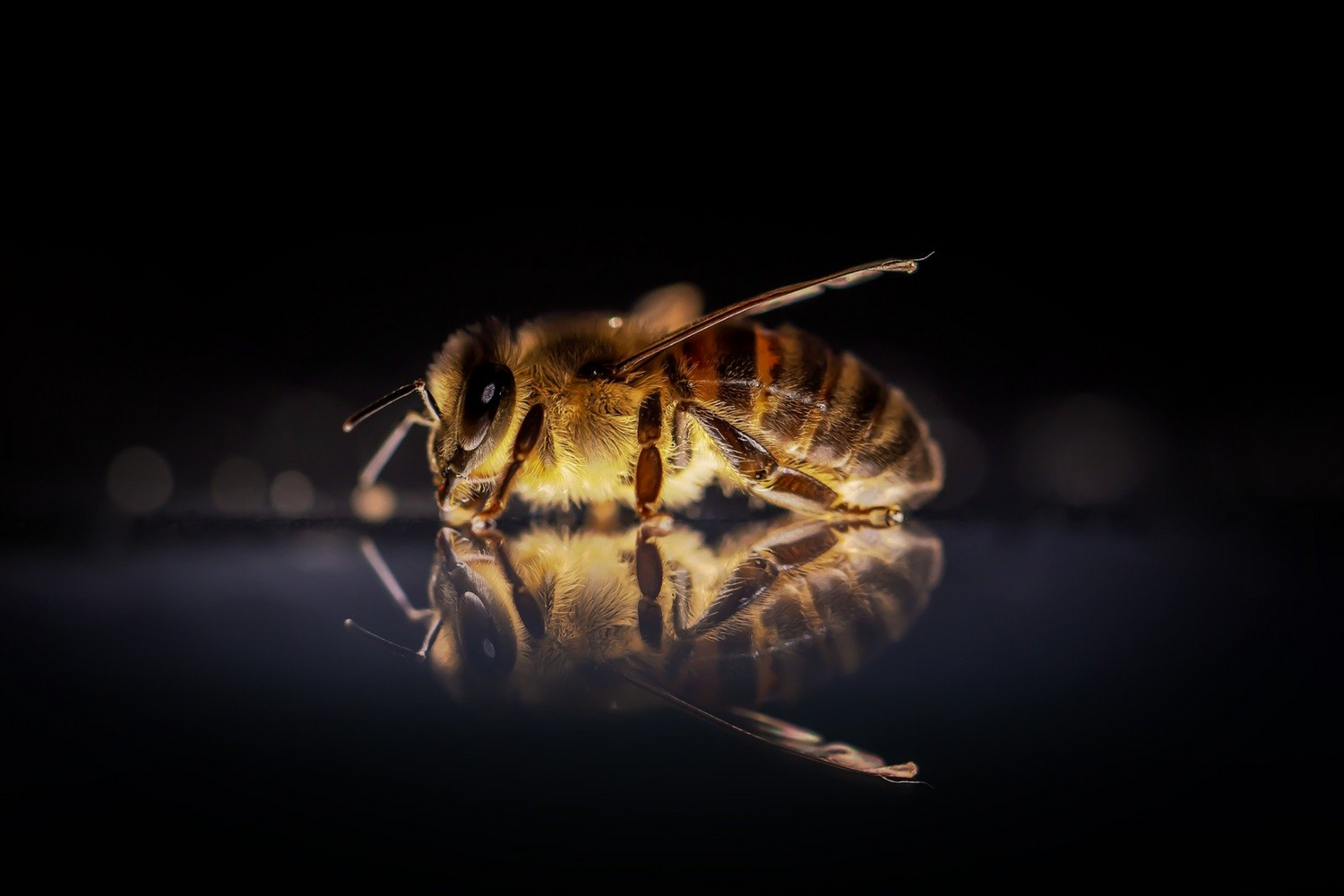 honeybee on mirror