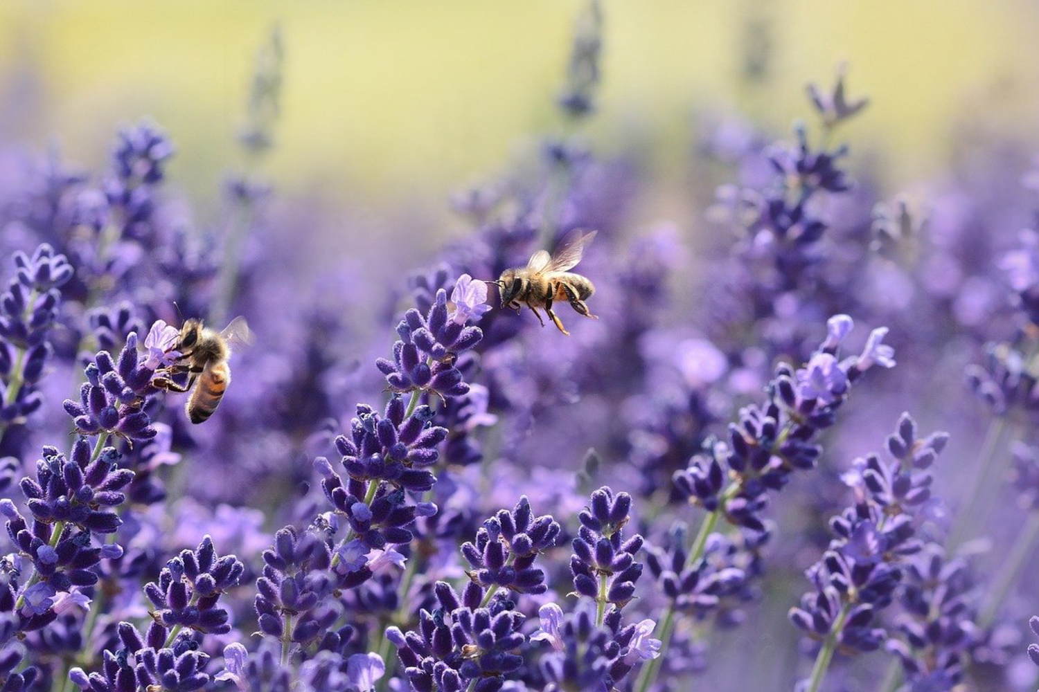 Purple flower bee