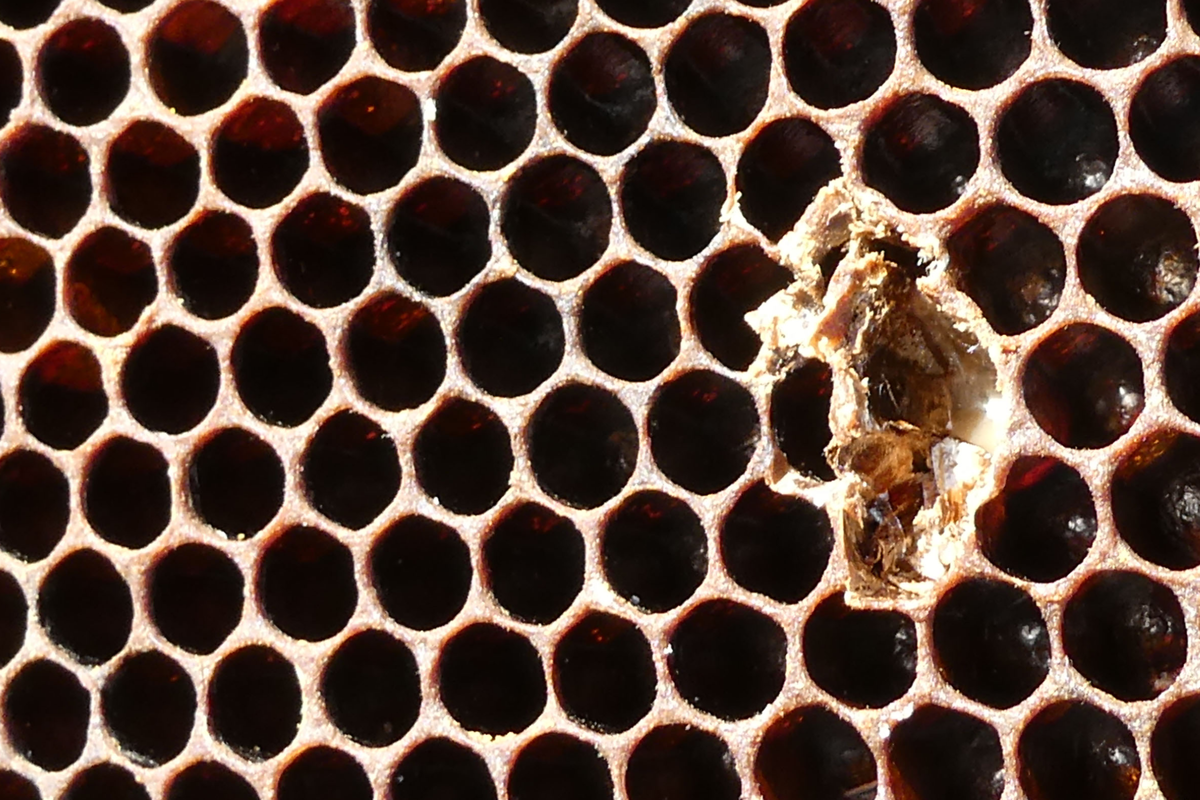 baby bee in honeycomb