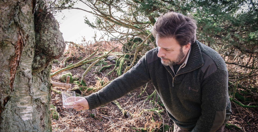 Rob Tapping Birch Tree