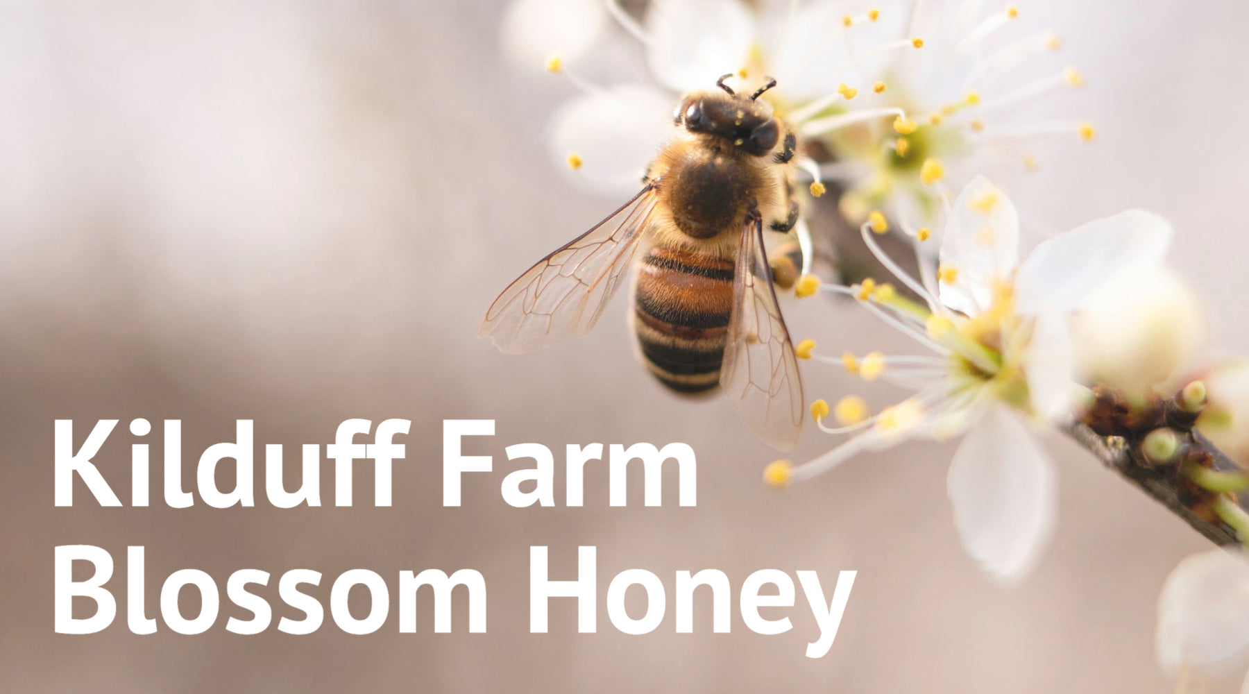 bee on a white flower with the text 'Kilduff Farm Blossom Honey'