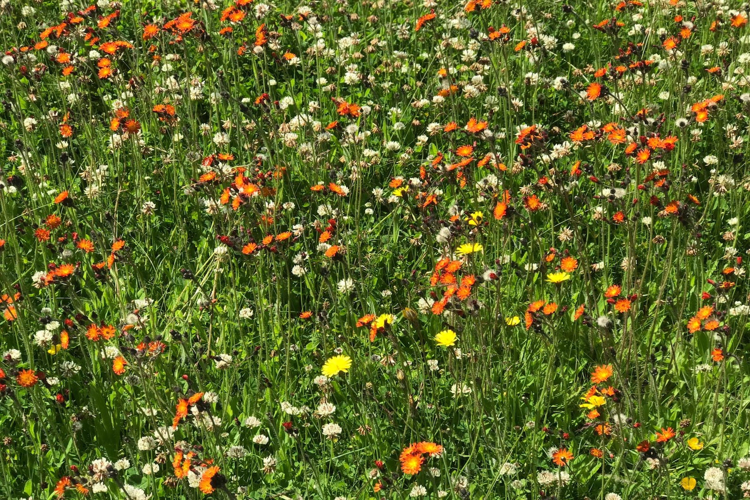 scottish wildflowers