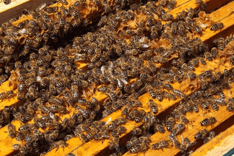 honey Bees in a hive 