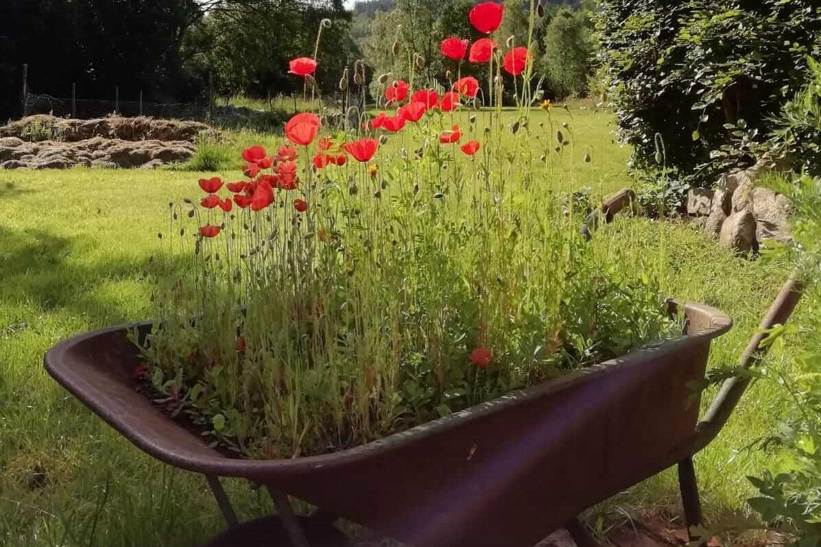 Wheelbarrow in garden with Scottish Bee Company wildflower seeds growing inside