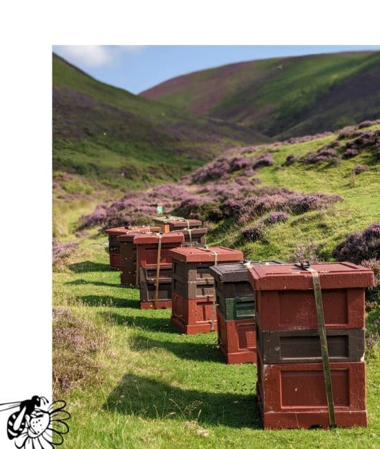 Beehives on a grassy hillside with purple heather and rolling hills in the background.
