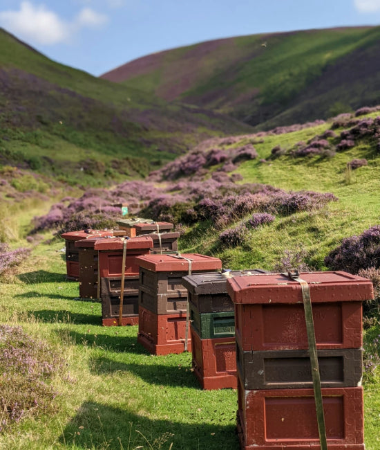 Heather Hills and Hives